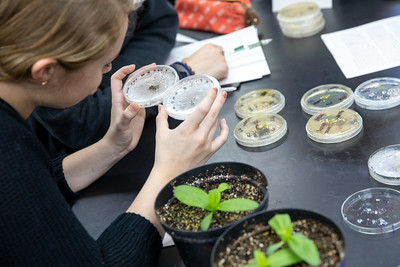 Students examine Petri dishes in a Plant Pathology 123 lab section. Photo by Michael P. King/UW–Madison CALS.