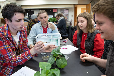 Students inoculate cabbage, tobacco and zinnia plants in a Plant Pathology 123 lab section